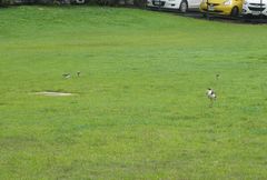 Vanellus miles novaehollandiae