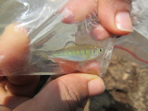 Malabar baril (Barilius gatensis) — Cyprinidae — 5