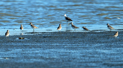 Calidris ferruginea