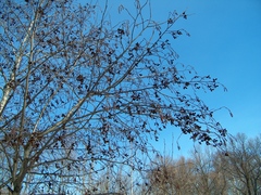 Alnus incana