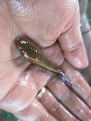 Channa pseudomarulius