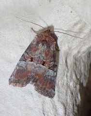 Mesoligia literosa
