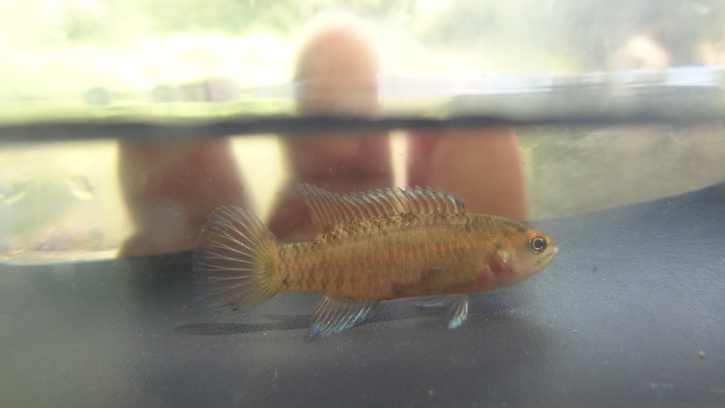 Malabar Dario