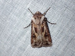 Agrotis vestigialis