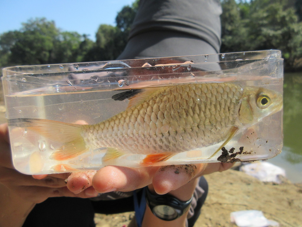 Jerdon's Carp