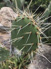 Opuntia caracassana