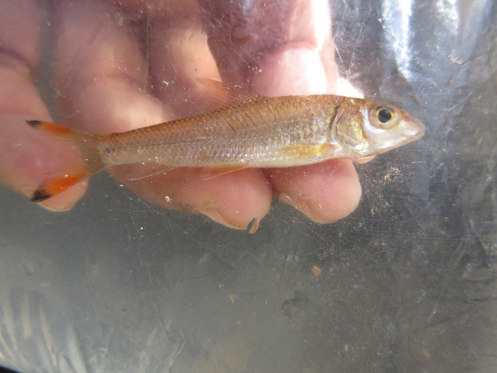 Curmuca Barb