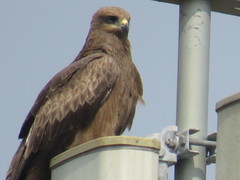 Milvus migrans govinda