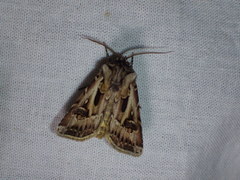 Agrotis vestigialis