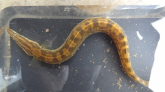 Mastacembelus armatus