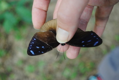 Euploea eunice
