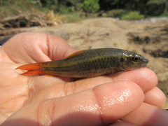 Garra