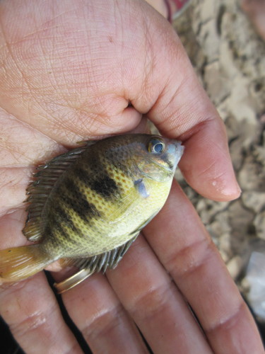 Canara pearlspot (Etroplus canarensis) — Cichlidae — 2
