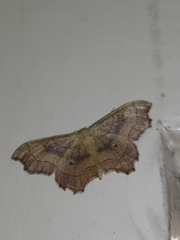 Idaea emarginata