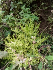 Selaginella delicatula