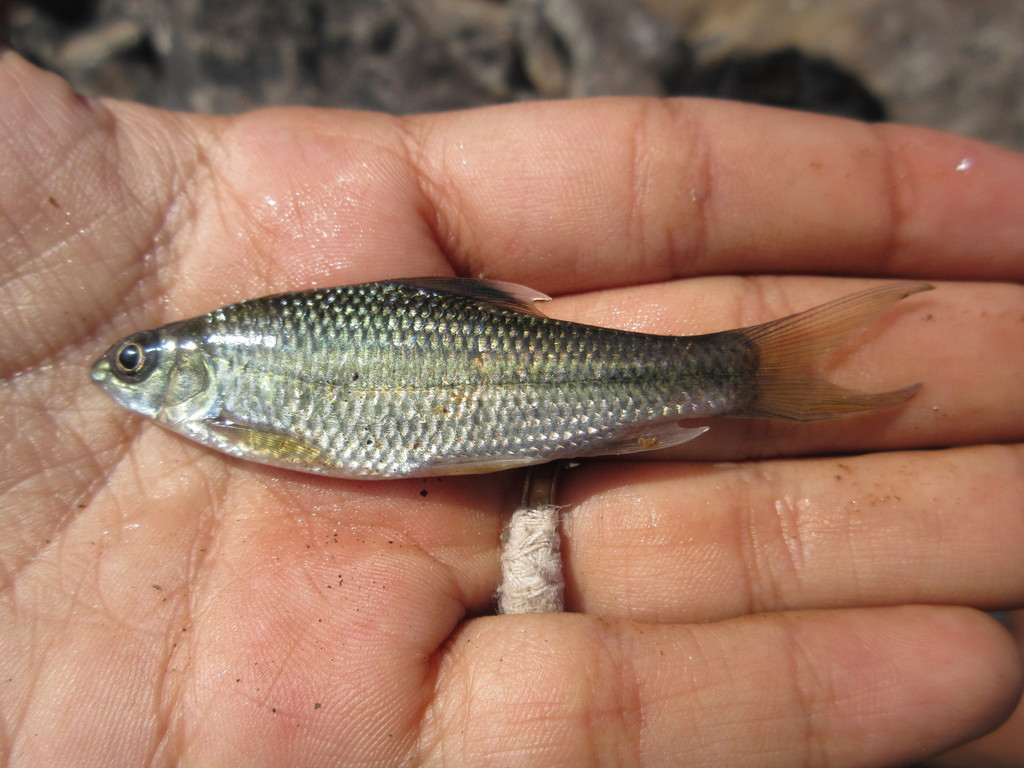 Osteochilichthys
