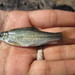 Nash's Barb - Photo (c) sumanjumani, some rights reserved (CC BY-NC)
