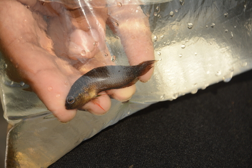 Brown spiketail paradisefish (Pseudosphromenus cupanus) — Osphronemidae