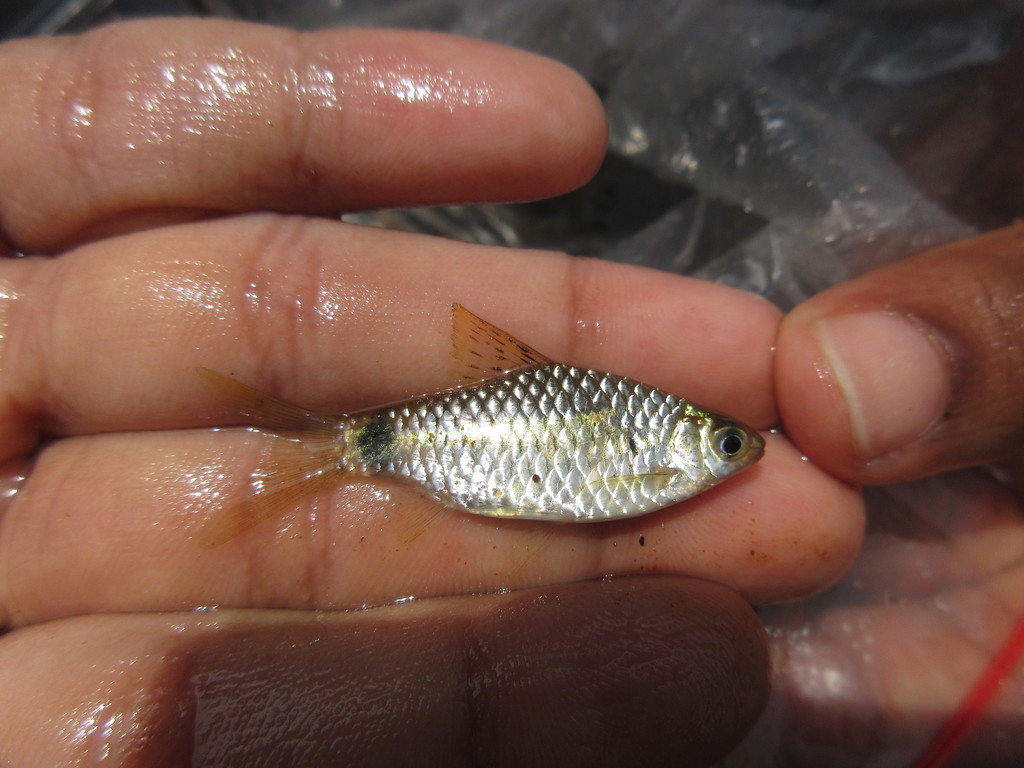 Spotted barb (Pethia punctata) — Cyprinidae