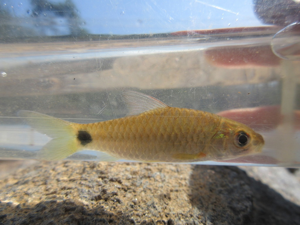 Mahecola Barb
