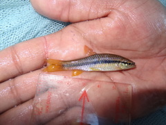 Rasbora daniconius