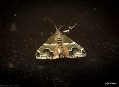 Arescoptera idiotypa