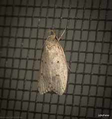 Eulechria convictella