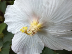 Hibiscus makinoi