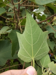 Hibiscus makinoi