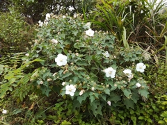 Hibiscus makinoi