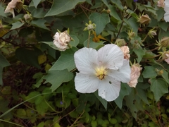 Hibiscus makinoi