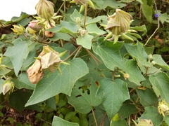 Hibiscus makinoi
