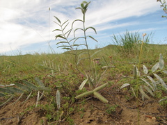 Gueldenstaedtia verna