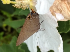 Deudorix epijarbas menesicles
