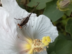 Deudorix epijarbas menesicles
