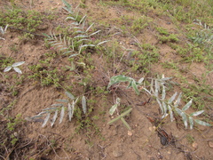 Gueldenstaedtia verna