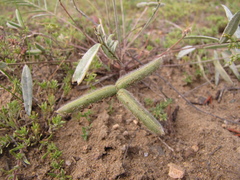 Gueldenstaedtia verna