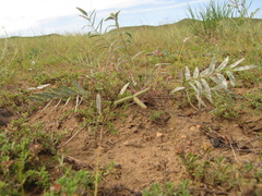 Gueldenstaedtia verna