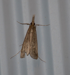 Donacaula maximellus
