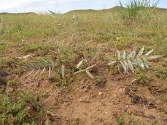 Gueldenstaedtia verna
