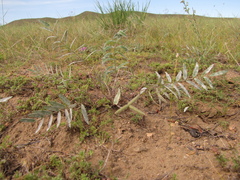 Gueldenstaedtia verna