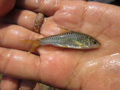 Malabar Mahseer photo 4