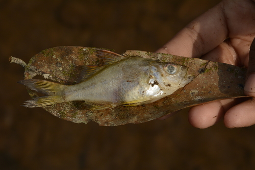 Western Ghats glassy perchlet (Parambassis thomassi) — Ambassidae