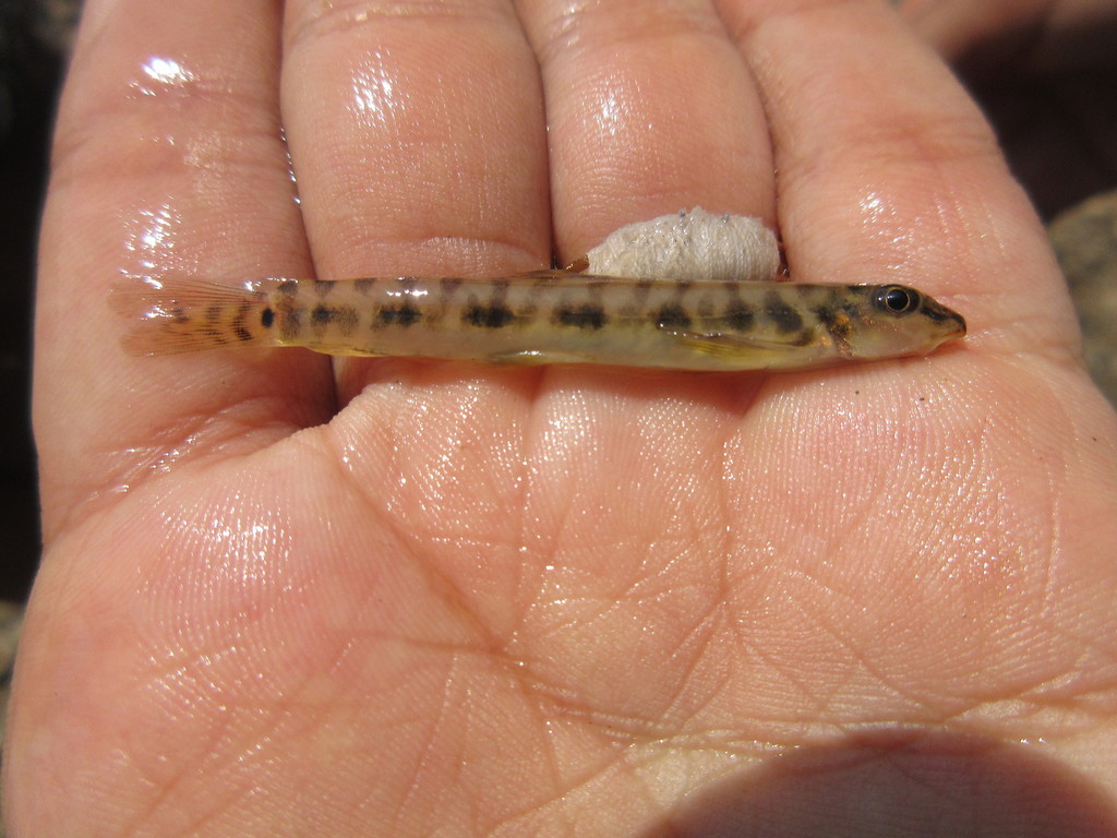 Thuttinjet Stone Loach