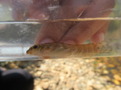 Mesonoemacheilus triangularis
