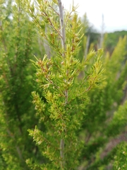 Erica lusitanica