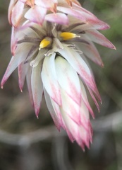 Johnsonia lupulina