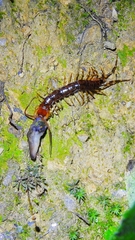 Lithobius