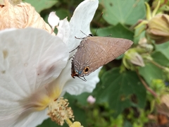 Deudorix epijarbas menesicles
