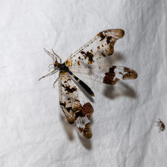 Periclystus circuiter